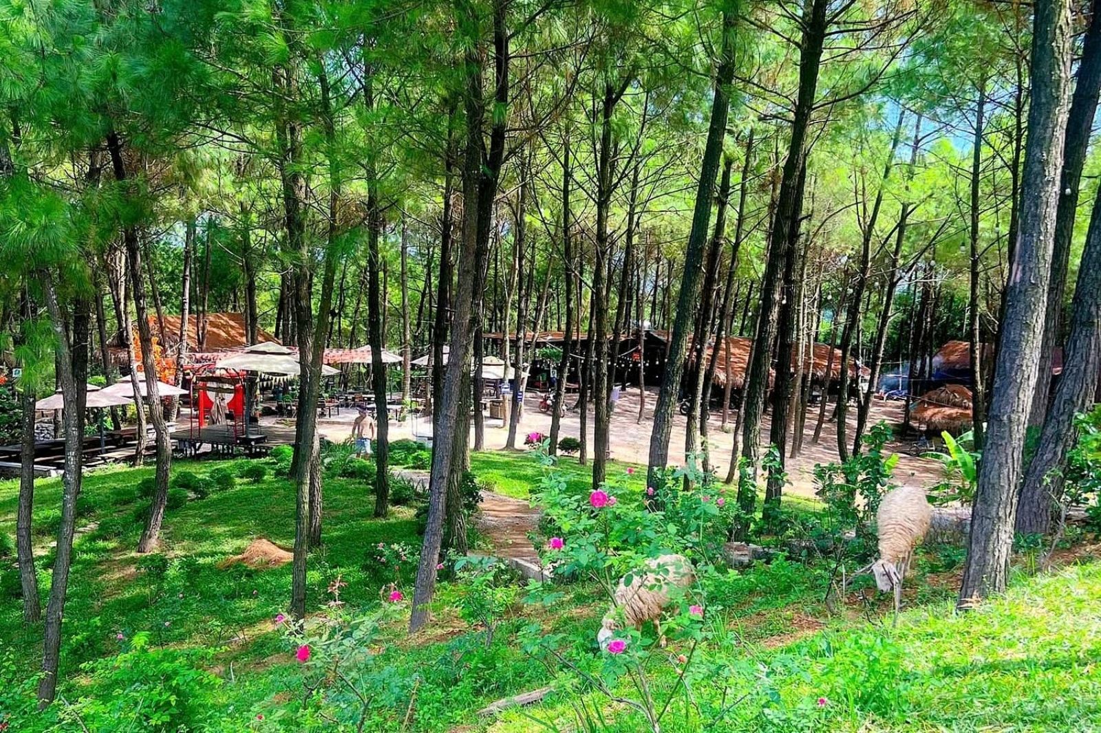 Đồi Mây Đắng - Địa điểm Camping lý tưởng tại Quảng Bình 5 Doi-may-dang-quang-binh
